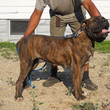 dog boerboels