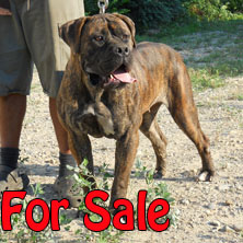 South African Boerboel Biatch
