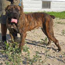 boerboels
