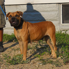 female dog