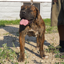 Female Dog
