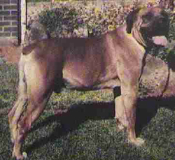 African Boerboel 