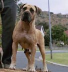 African Boerboel 