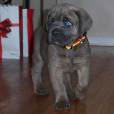 Center Stage Cane Corso