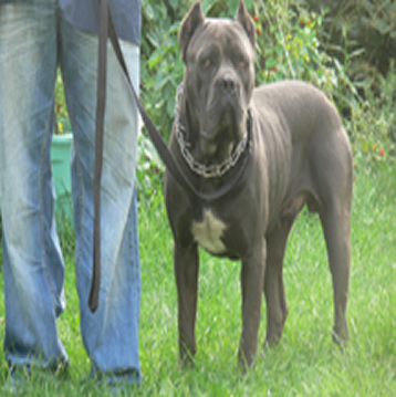 Johnson Cane Corso 