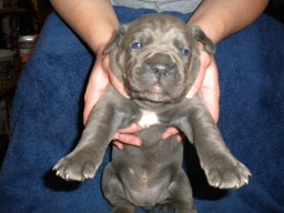 New puppy fro Omerta Cane Cosros 