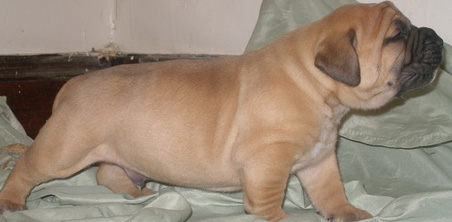 SouthAfrican Boerboel puppy for sale 