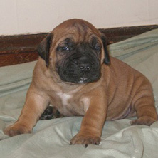 South African Boerboel puppy for sale 