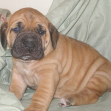 puppy for sale 