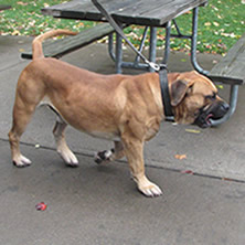 Mle Boerboel Picture