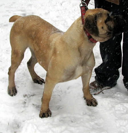  African Boerboel 