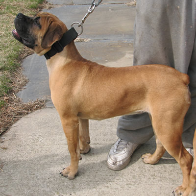 Boerboel Puppies on Ohio Boerboels Coco Pictured   7 Months Pedigree