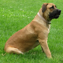 trained-boerbeol-remy