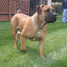Boerboel