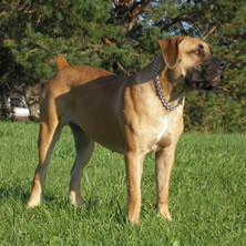 Boerboel_puppies_for_sale