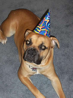 Dan and boerboel