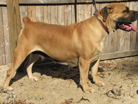 African Boerboel 