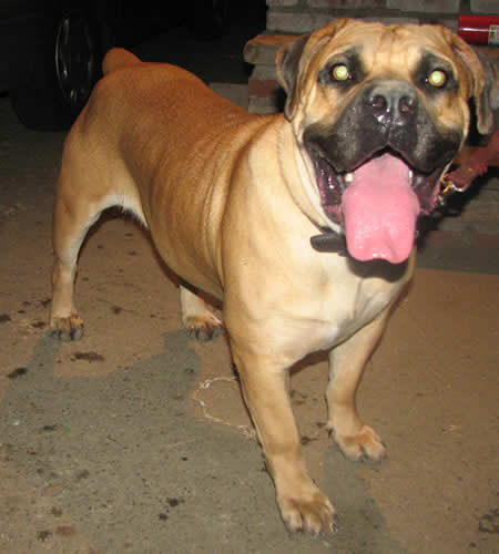 African Boerboel 