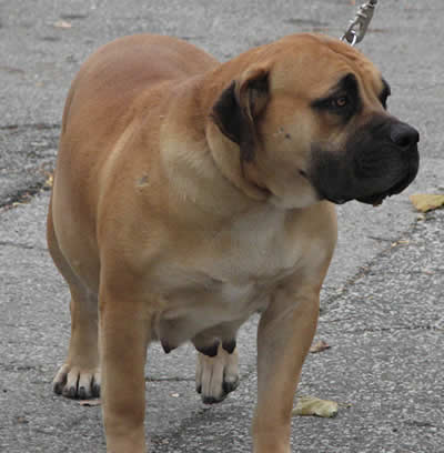 African Boerboel 