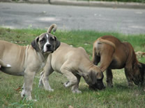 Boerboel puppies