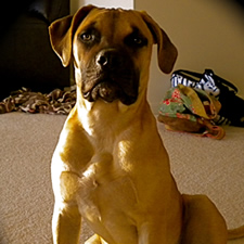 puppy