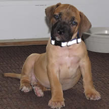 boerboel_named_spirit
