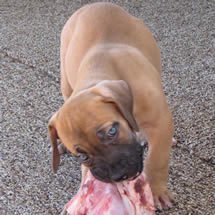 Boerboel puppy eating bone