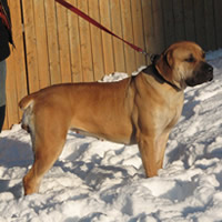 girl_dog