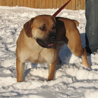 female_dog