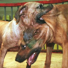 Boerboels are not dog fighters