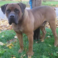 puppy