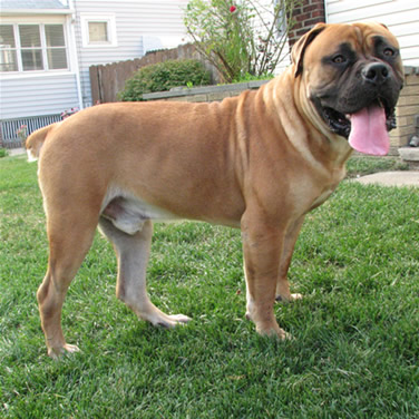 Tank the boerboel