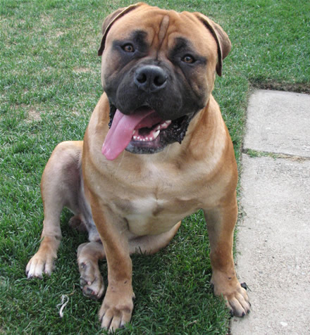 Boerboel who resembles Bullmastiff