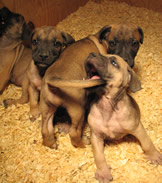 Boerboel-puppies