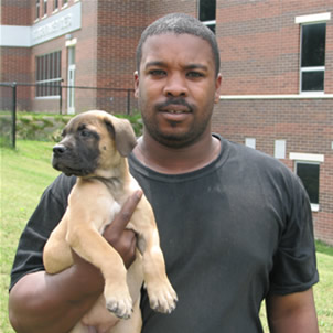 Boerboel puppy