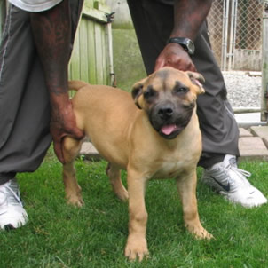 African Boerbol puppy