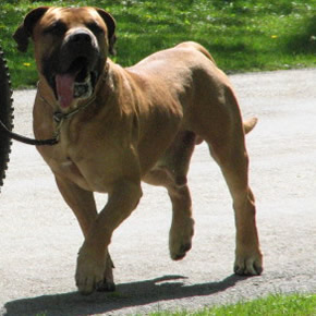 African Boerboel Pluto