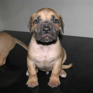 african boerboel puppy