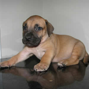 African Boerboel puppy for sale