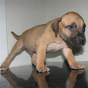 African Boerboel puppy for sale