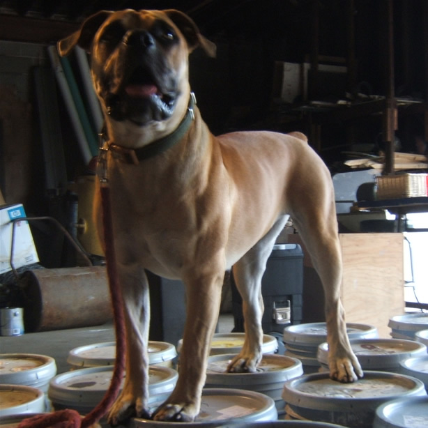 boerbull