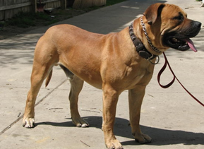 African Boerboel 
