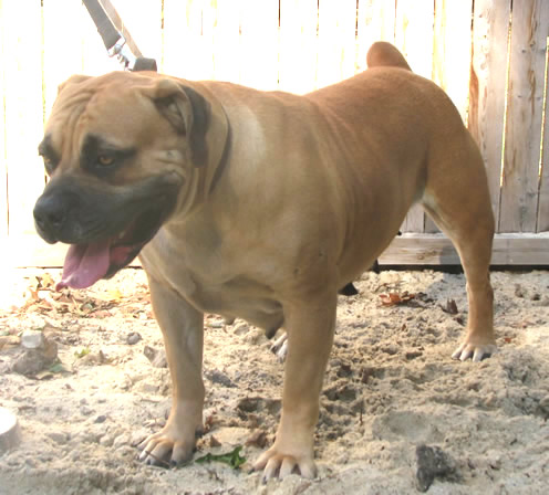 African Boerboel Bitch