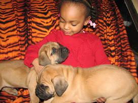 African Boerboel 
