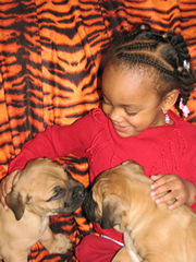 African Boerboel 