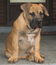African Boerboel 