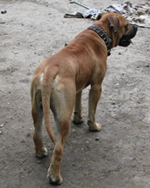 African Boerboel 